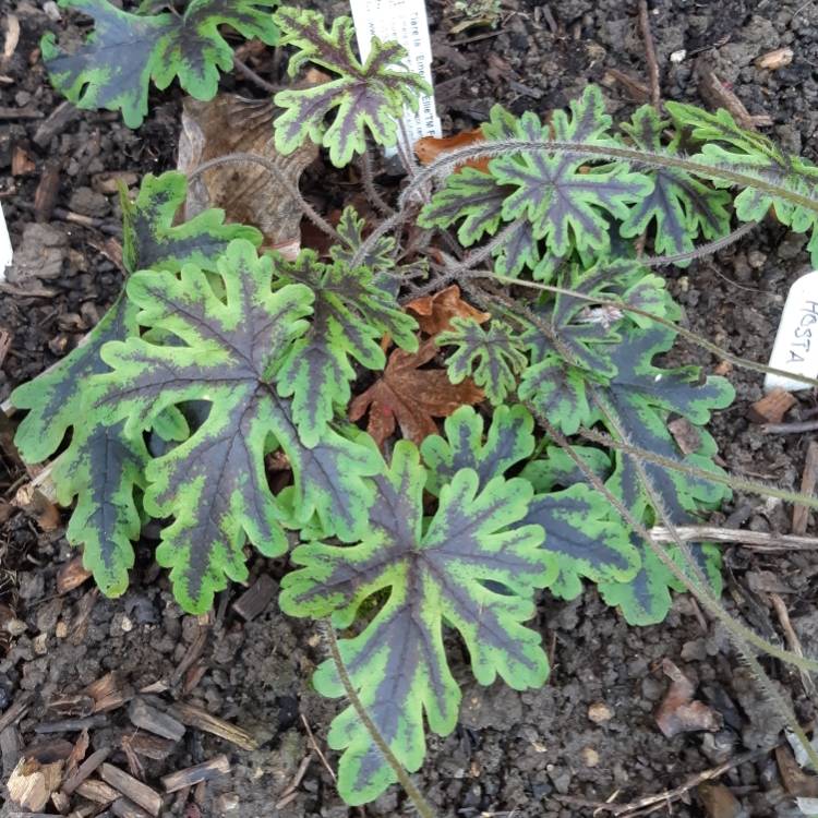 Plant image Tiarella 'Emerald Ellie'