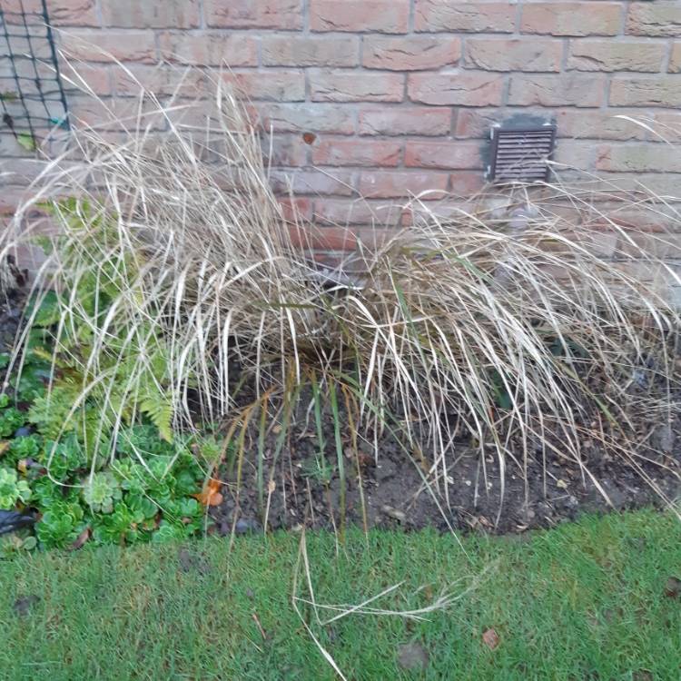 Plant image Anemanthele lessoniana syn. Stipa arundinacea