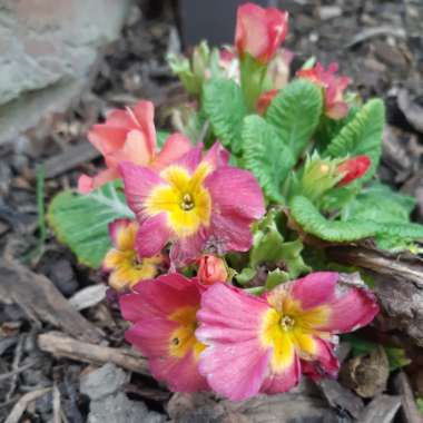 Primula