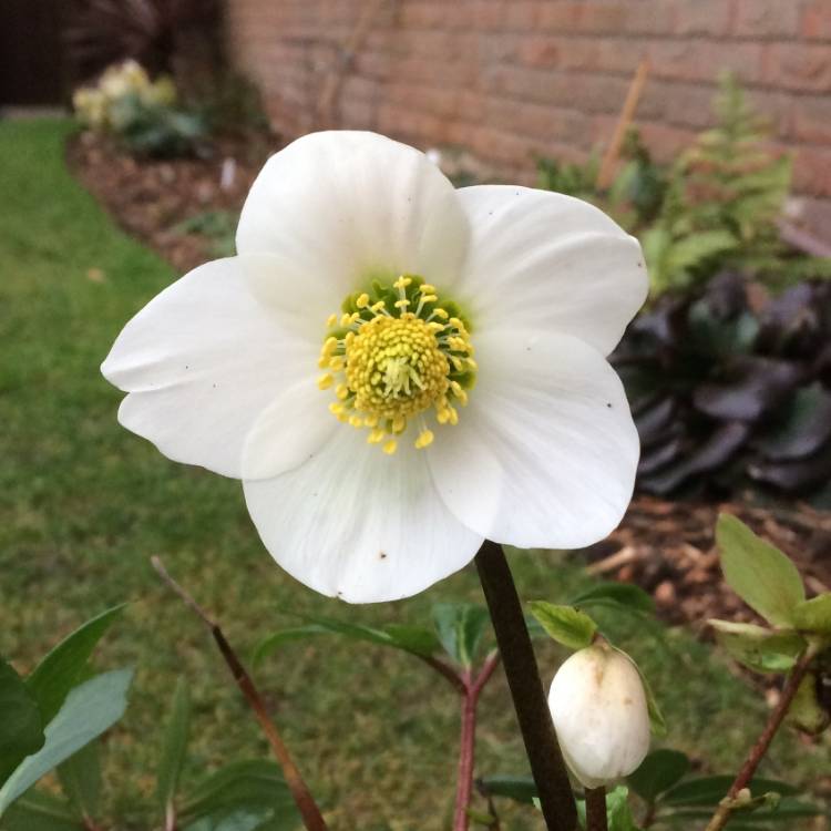 Plant image Helleborus niger