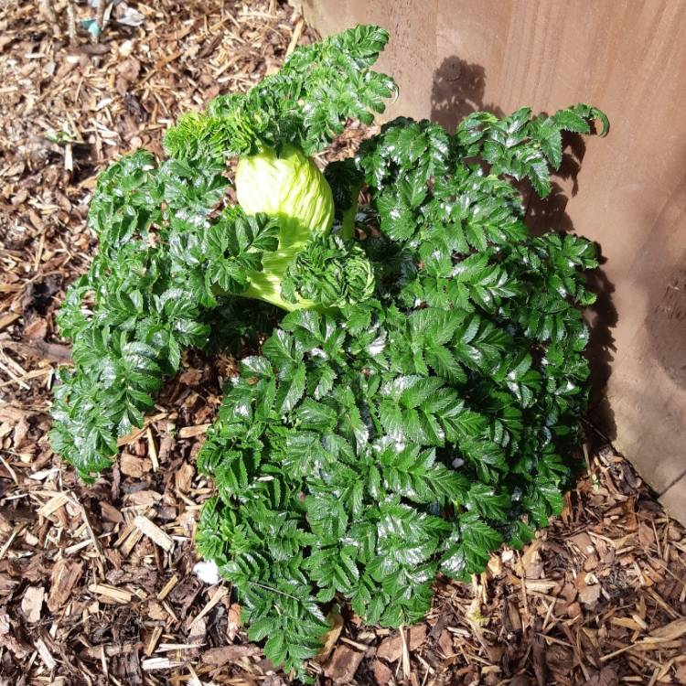 Plant image Angelica pachycarpa