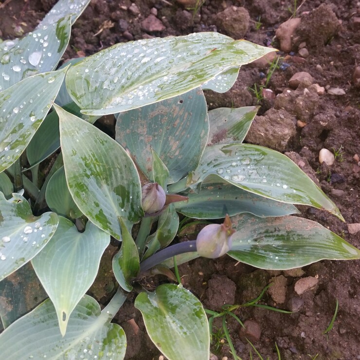 Plant image Hosta 'Gold Standard'