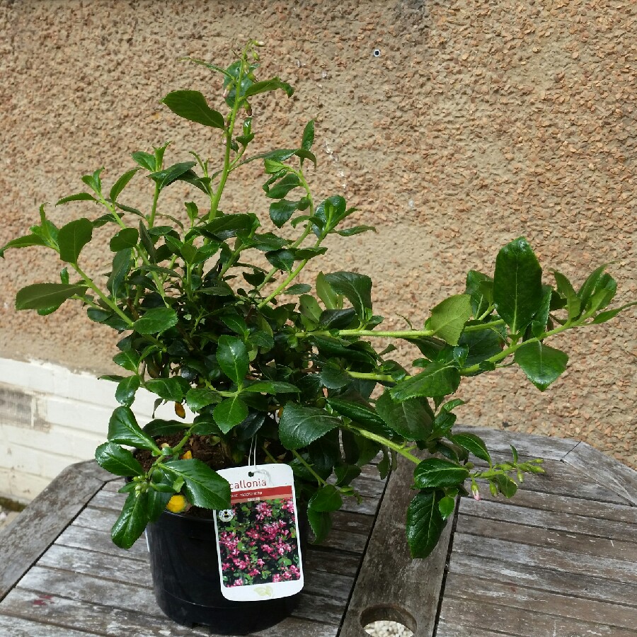 Plant image Escallonia 'Red Dream'