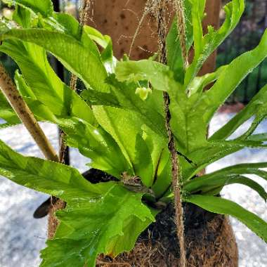 Asplenium antiquum 'Victoria'