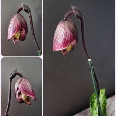 Paphiopedilum Orchid