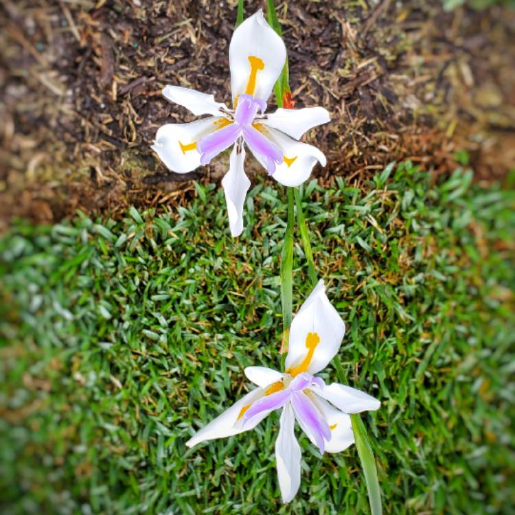 Plant image Dietes iridioides syn. Moraea iridioides, Moraea vegeta, Dietes vegeta