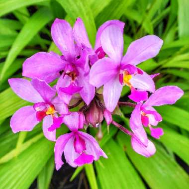 Spathoglottis Plicata Orchid