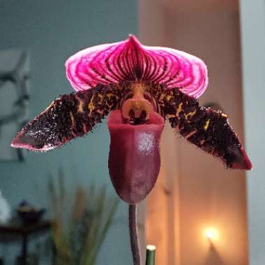 Paphiopedilum Orchid