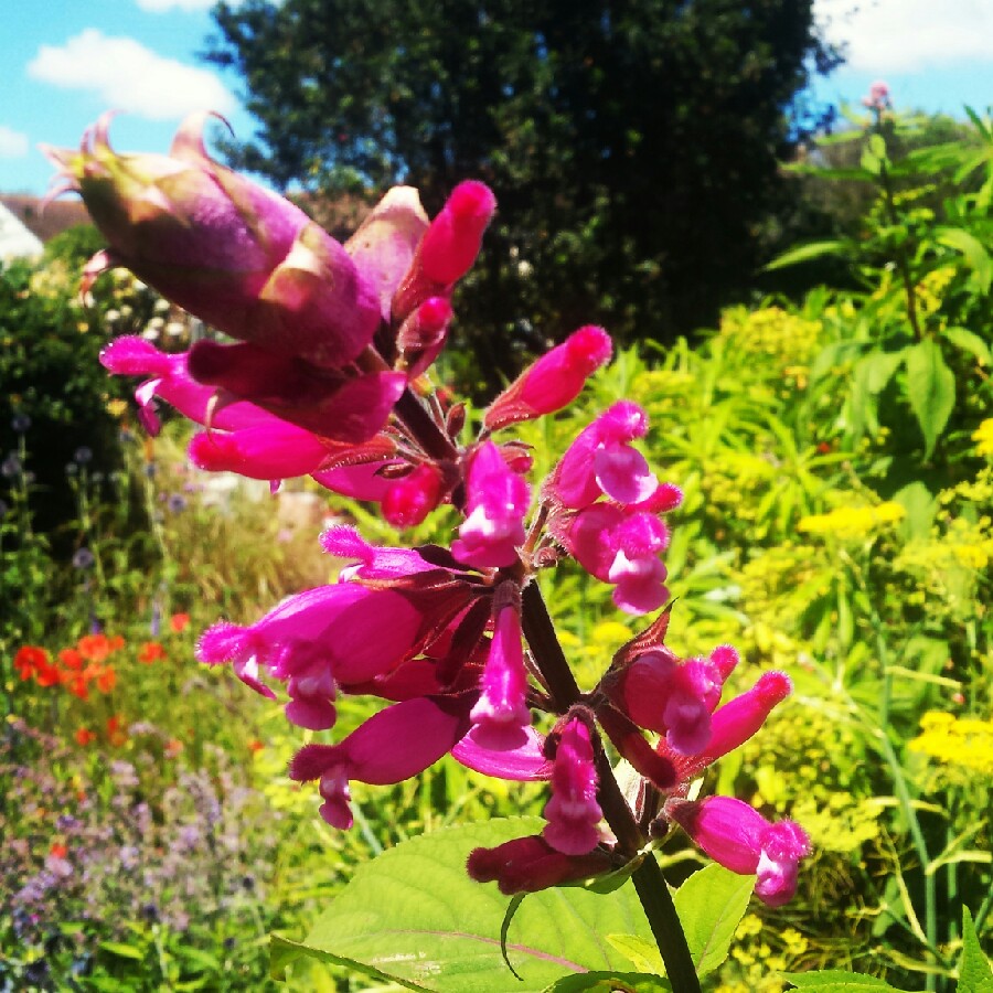 Plant image Salvia Involucrata 'Bethellii'