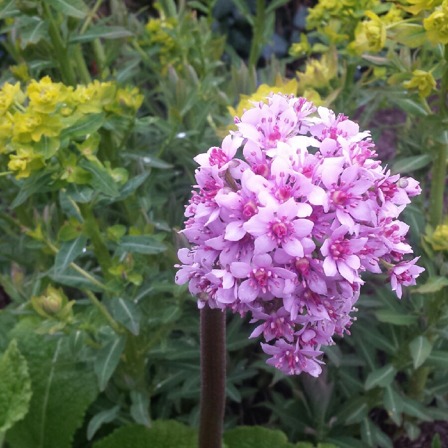 Plant image Darmera peltata