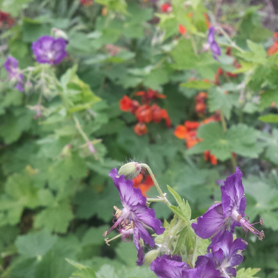 Plant image Geranium phaeum 'Lily Lovell'