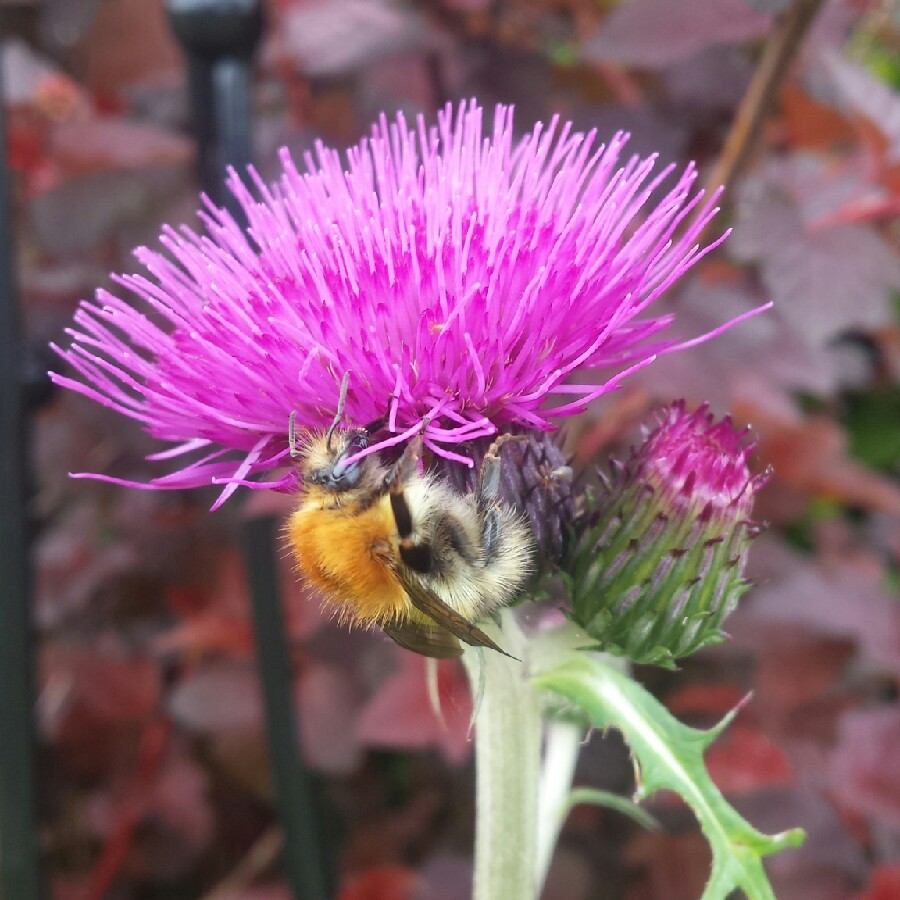 Plant image Cirsium rivulare 'Trevor's Blue Wonder'