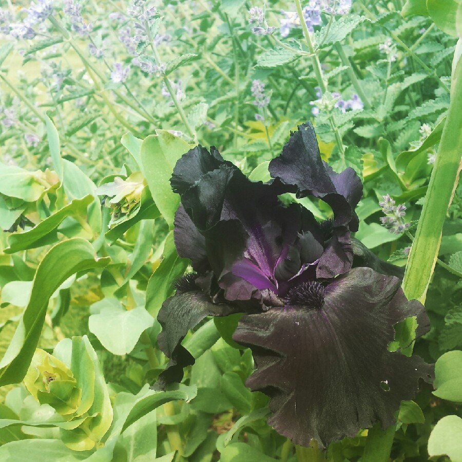 Plant image Iris x germanica 'Black Tie Affair'