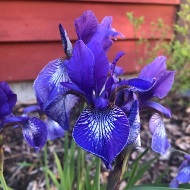 Siberian Iris 'Blue King'