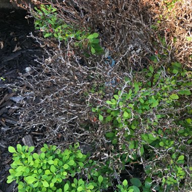 Japanese Barberry 'Maria'