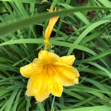 Daylily (Species) Amur Daylily 'Esculenta'