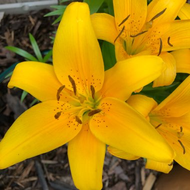 Lily (Asiatic)