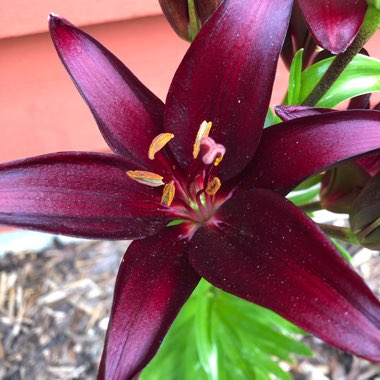 Lily (Asiatic)