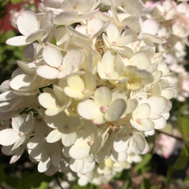 Oak-Leaf Hydrangea 'Pee Wee'