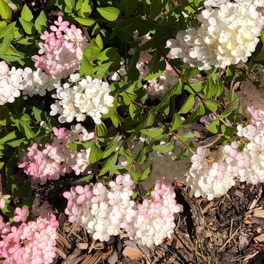 Oak-Leaf Hydrangea 'Pee Wee'