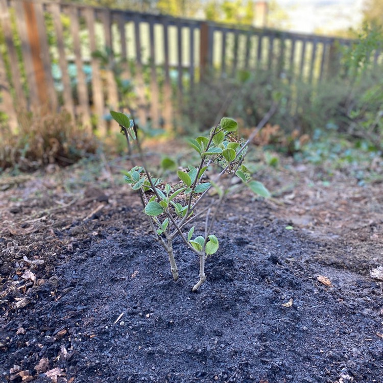 Plant image Viburnum carlesii 'Compactum'