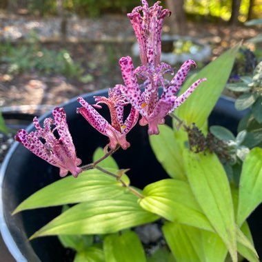 Toad lily Blue Wonder