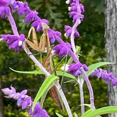 Joyce's garden