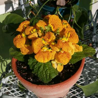 Calceolaria tomentosa