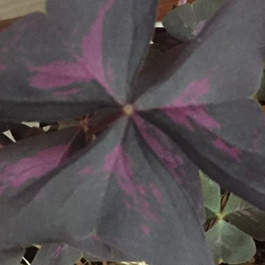 Oxalis 'Black Velvet'