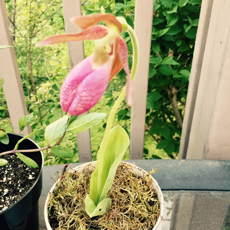 Plant image Cypripedium 'Victoria'