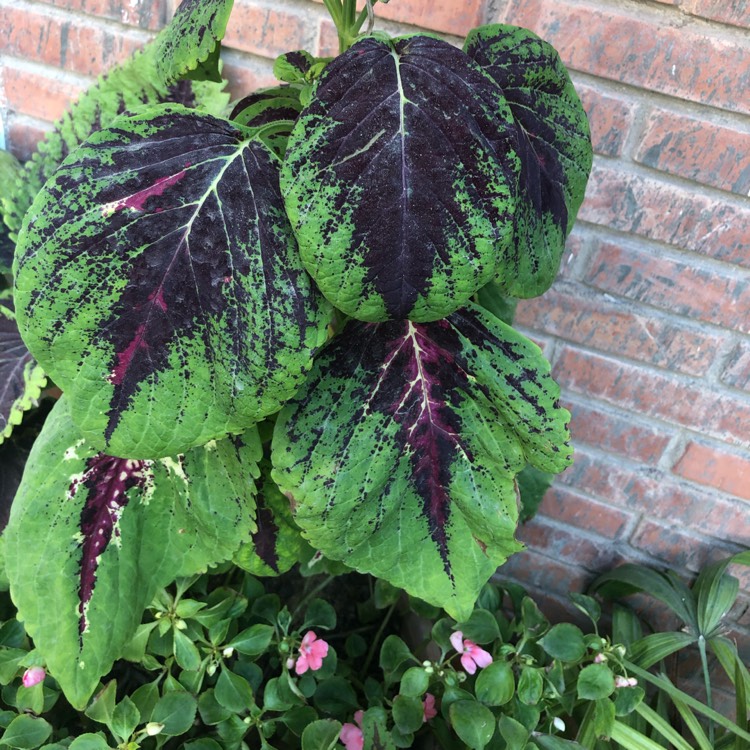 Plant image Plectranthus scutellarioides 'Scatter Splatter'