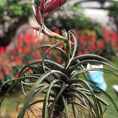 Airplant (Species) Tillandsia paleacea