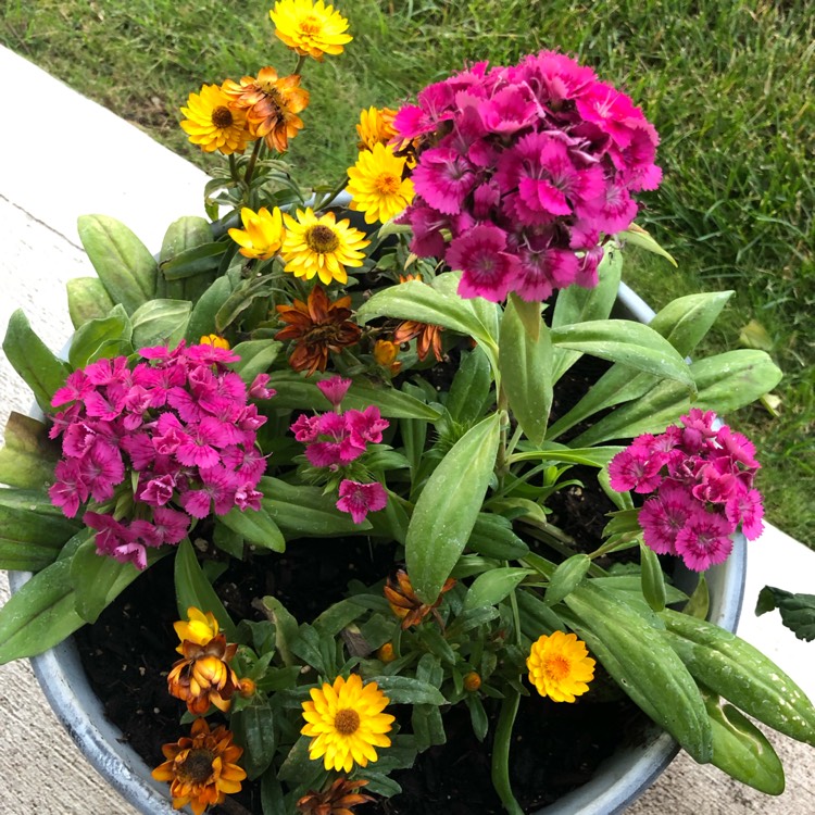 Plant image Dianthus interspecific 'Jolt Cherry'