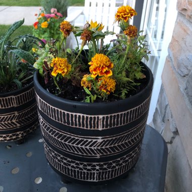 French Marigold 'Nana Bolero'