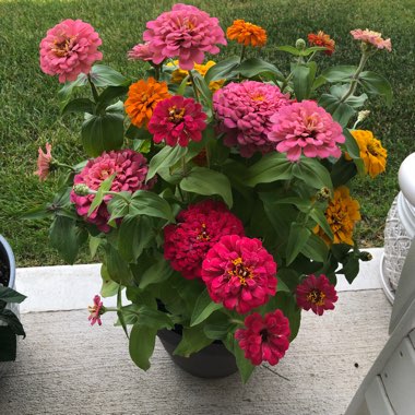 Zinnia 'Orange King'