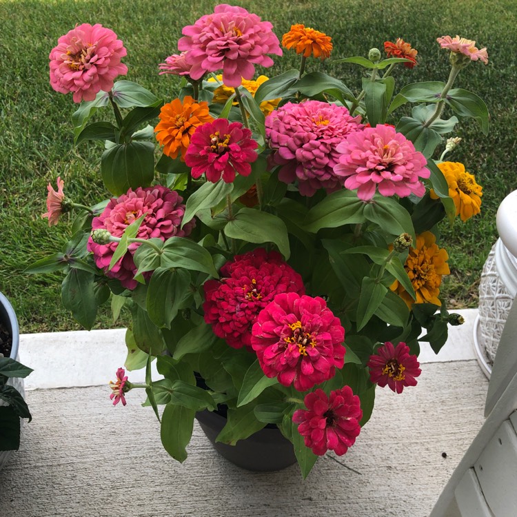 Zinnia elegans 'Orange King', Zinnia 'Orange King' - uploaded by @jreyes