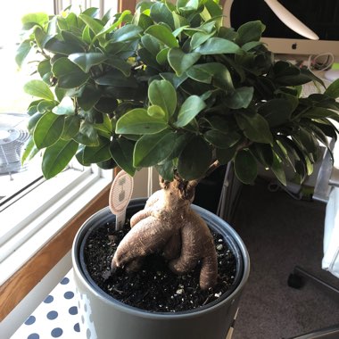 Bonsai Buddha's Belly Fig