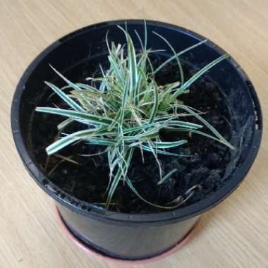 Glyceria maxima 'Variegata'