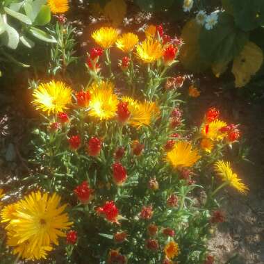 Dorotheanthus bellidiformis syn. Cleretum bellidiforme, Mesembryanthemum bellidiformis, Mesembryanthemum criniflorum, Cleretum cuneifolium, Cleretum limpidum