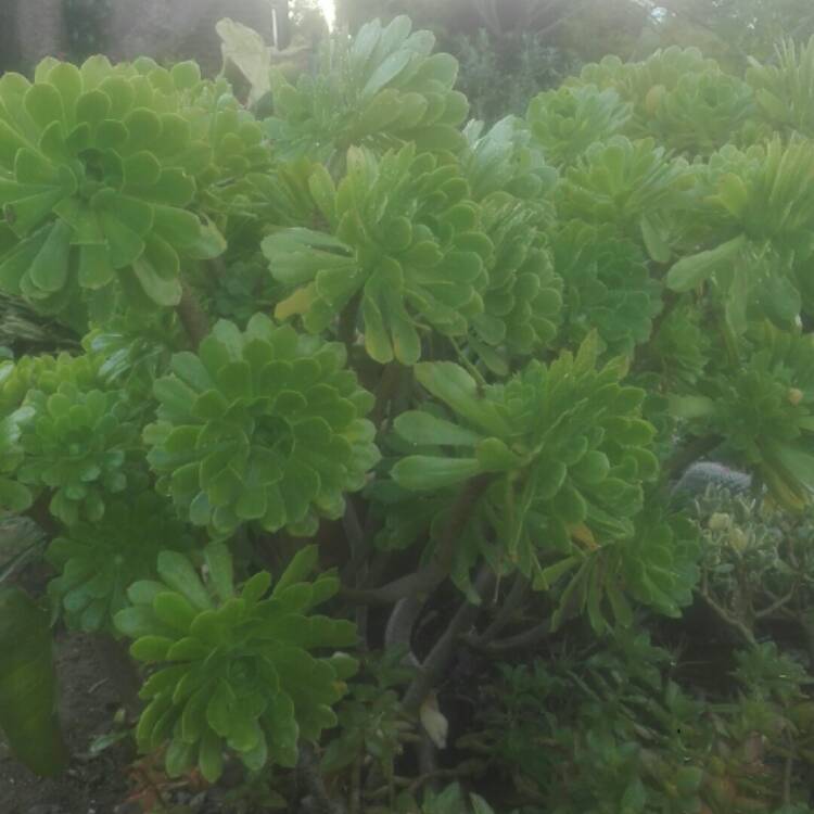 Plant image Aeonium Emerald Flame