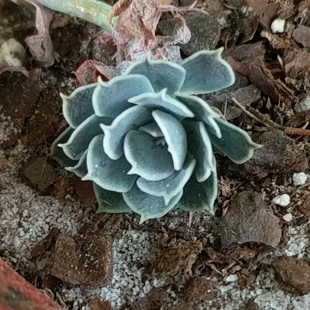 Plant image Echeveria Arctic Ice