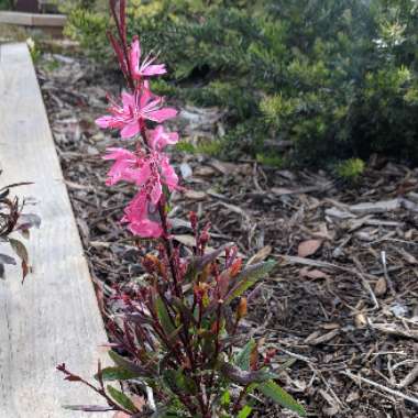 Oenothera lindheimeri  syn. Gaura lindheimeri