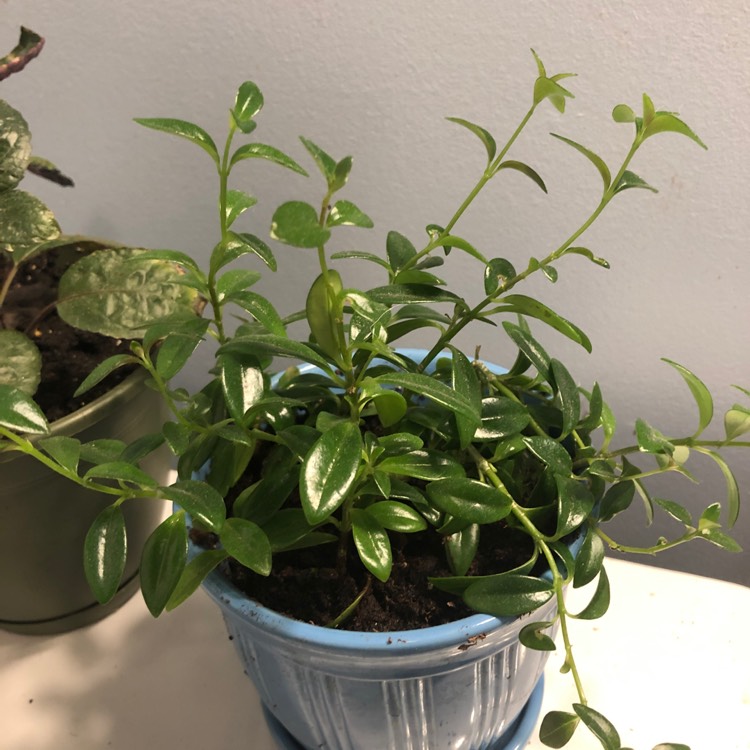 Plant image Columnea gloriosa