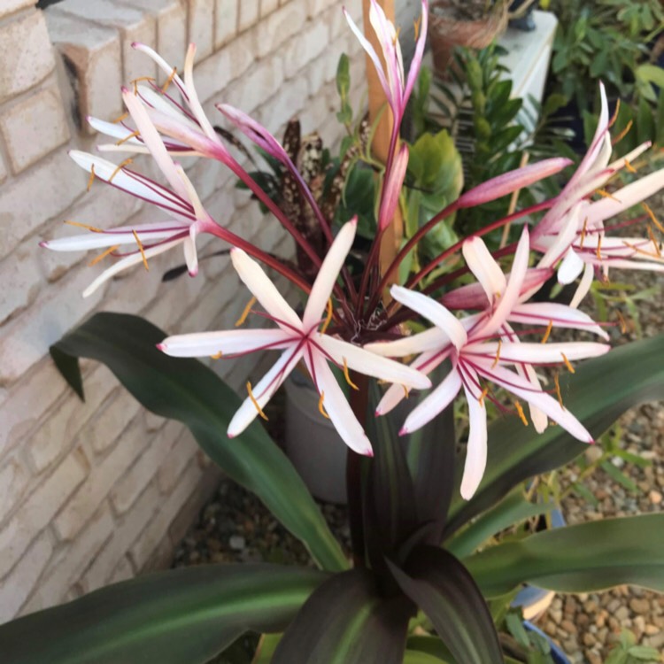 Plant image Crinum