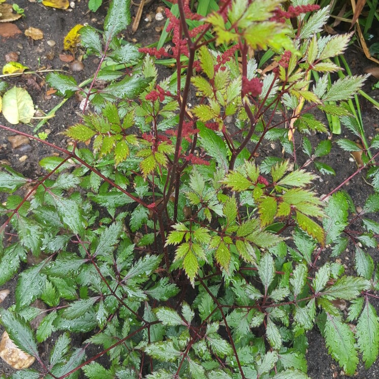 plant image 121394