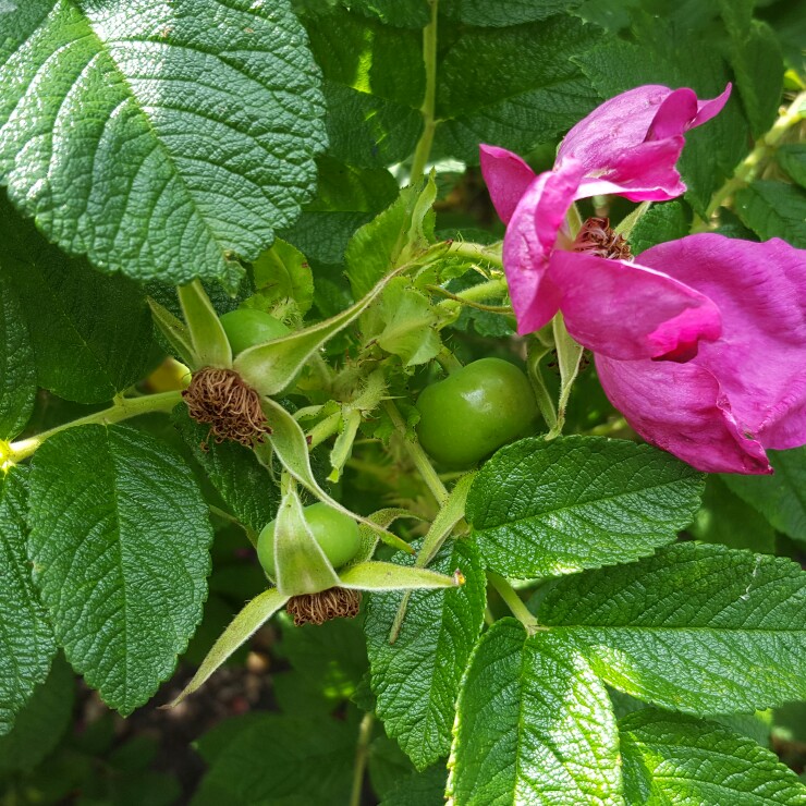 Plant image Rosa rugosa 'Pink'