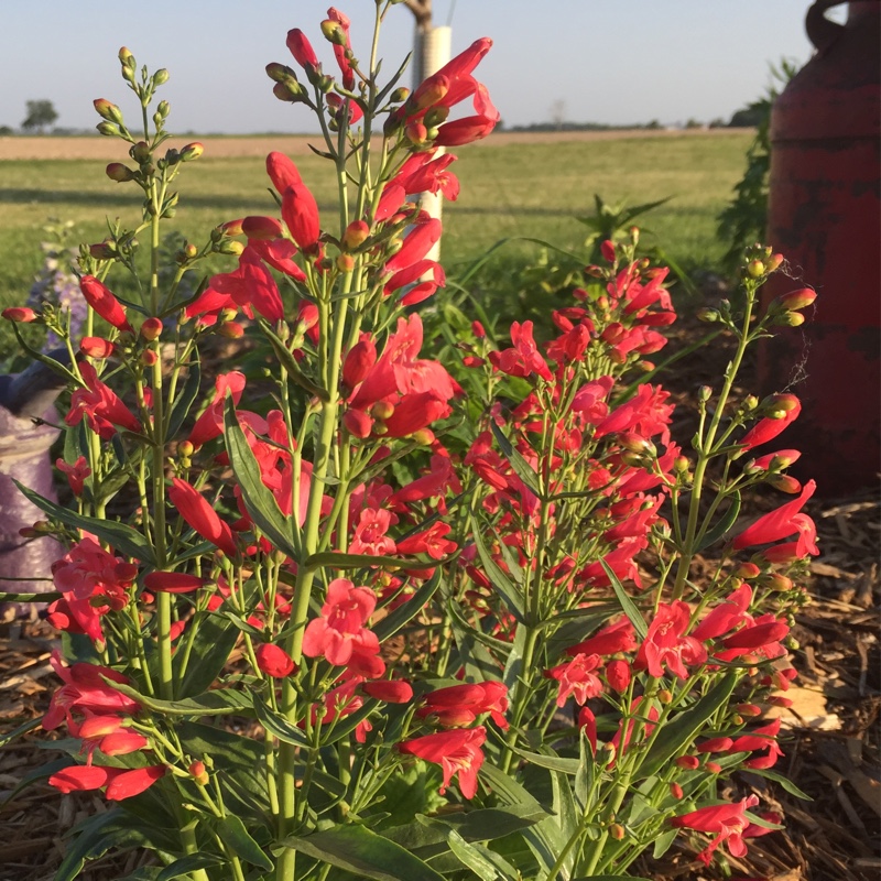 Plant image Penstemon 'Red Riding Hood'