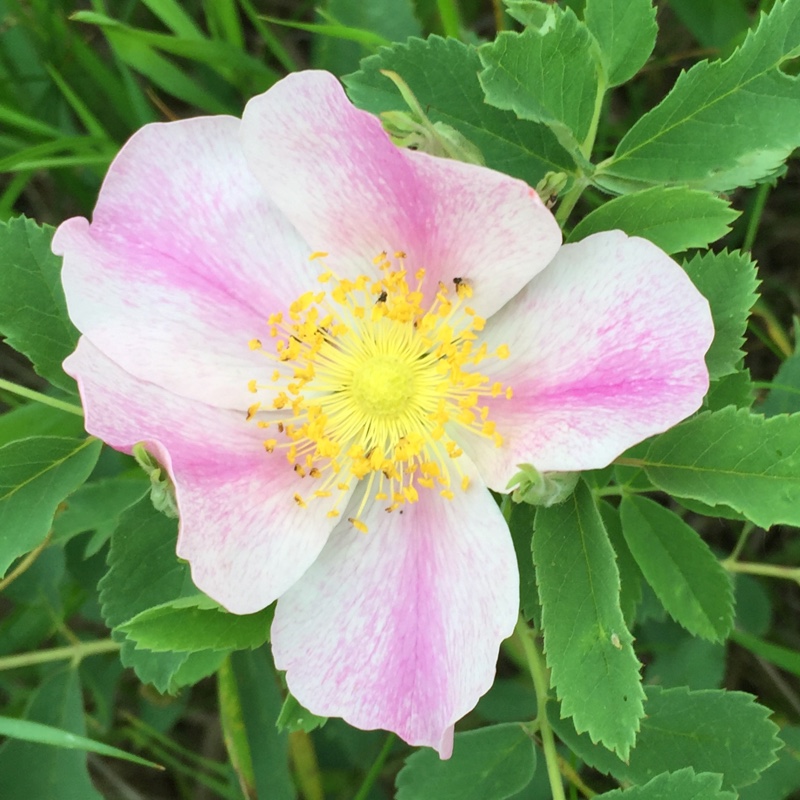 Plant image Rosa 'Carolina'