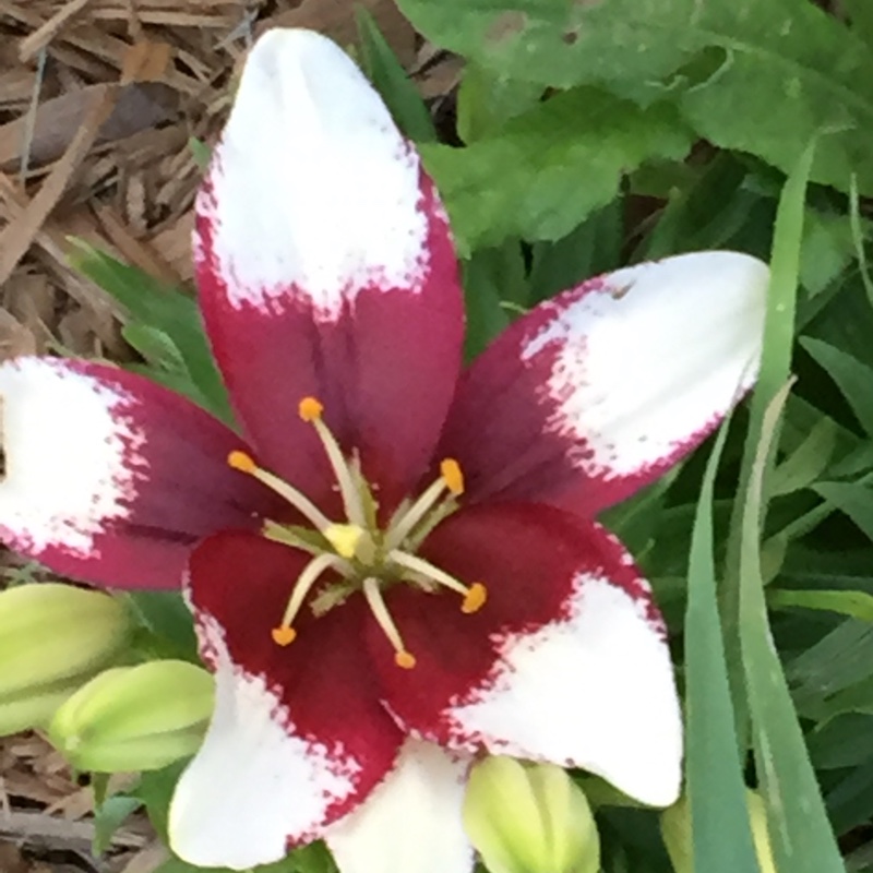 Plant image Lilium 'Black Eye'