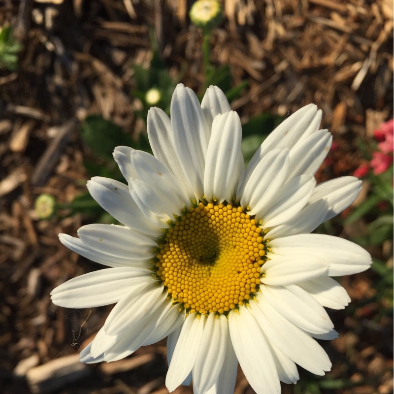 Plant image Leucanthemum x superbum 'Phyllis Smith'